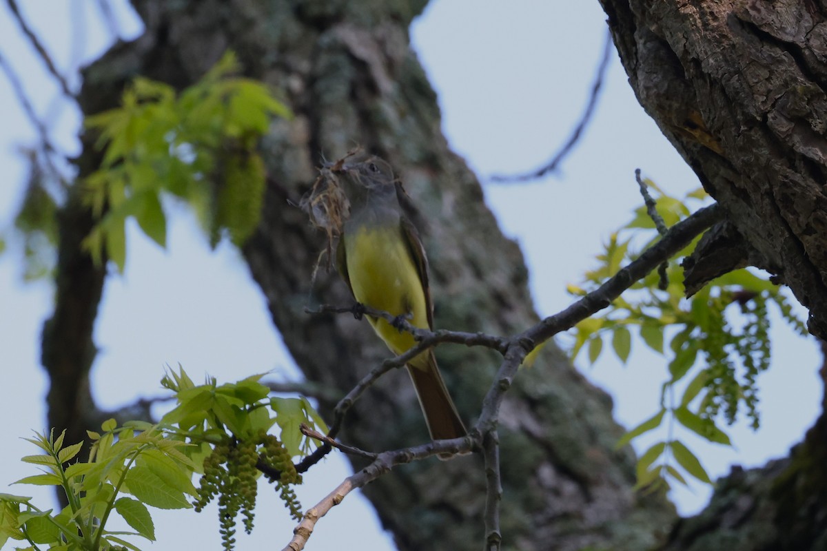 Great Crested Flycatcher - ML619334975
