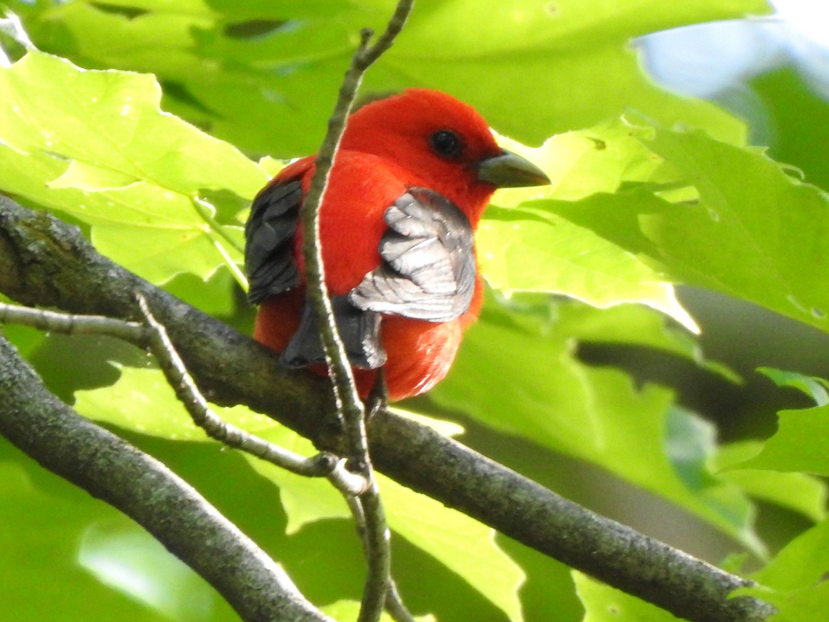 Scarlet Tanager - ML619334978