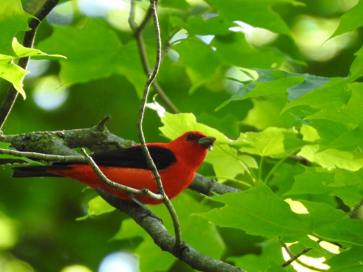 Scarlet Tanager - ML619334979