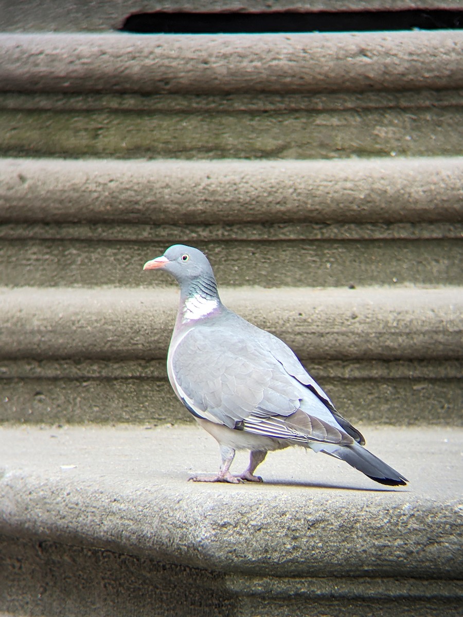 Common Wood-Pigeon - ML619334980