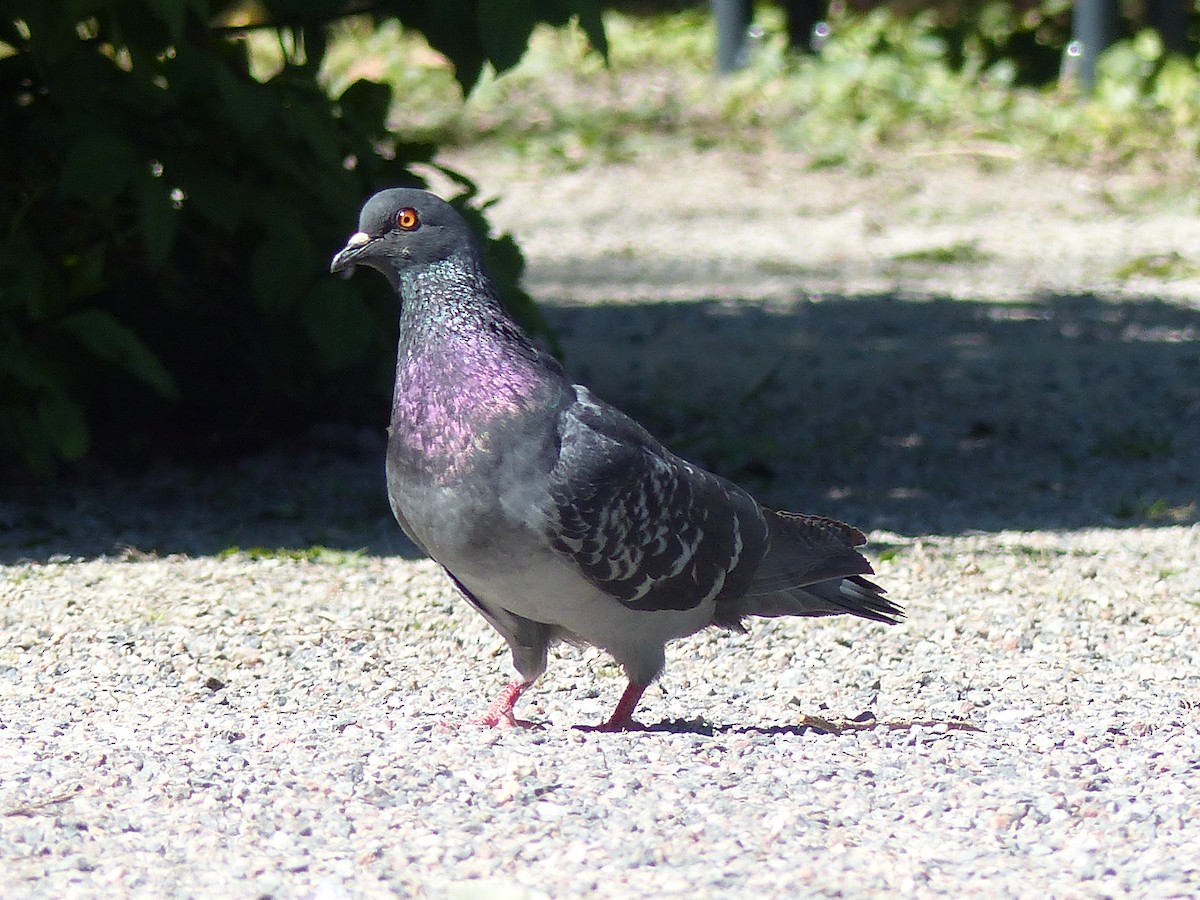 Rock Pigeon (Feral Pigeon) - ML619334998