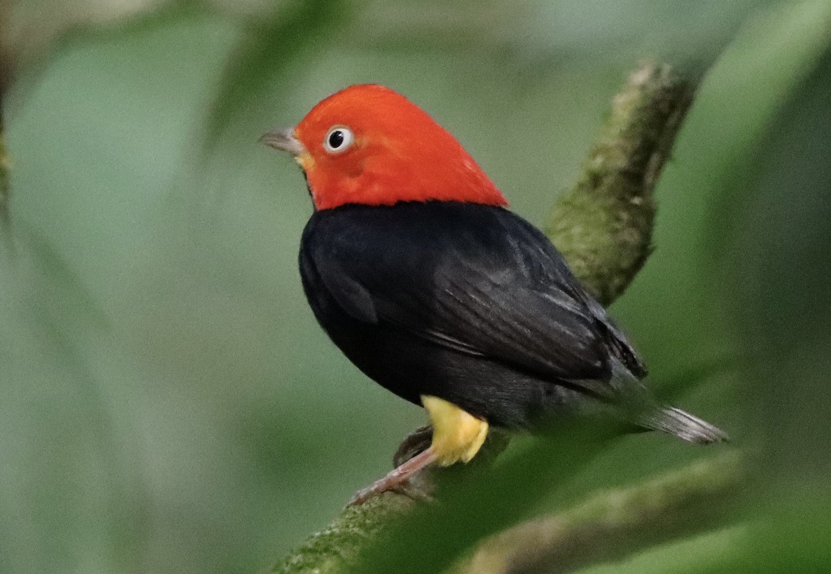 Red-capped Manakin - ML619335013