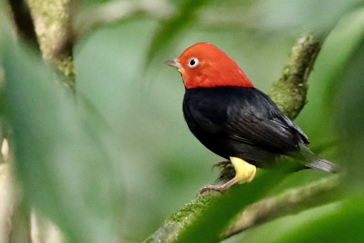 Red-capped Manakin - ML619335014
