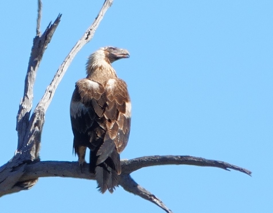 Wedge-tailed Eagle - ML619335038