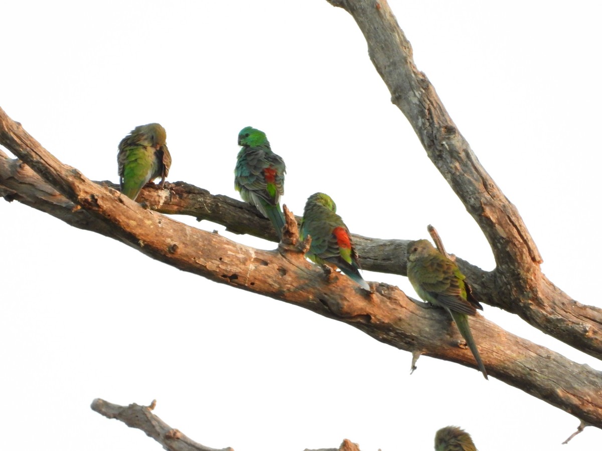 Red-rumped Parrot - ML619335058