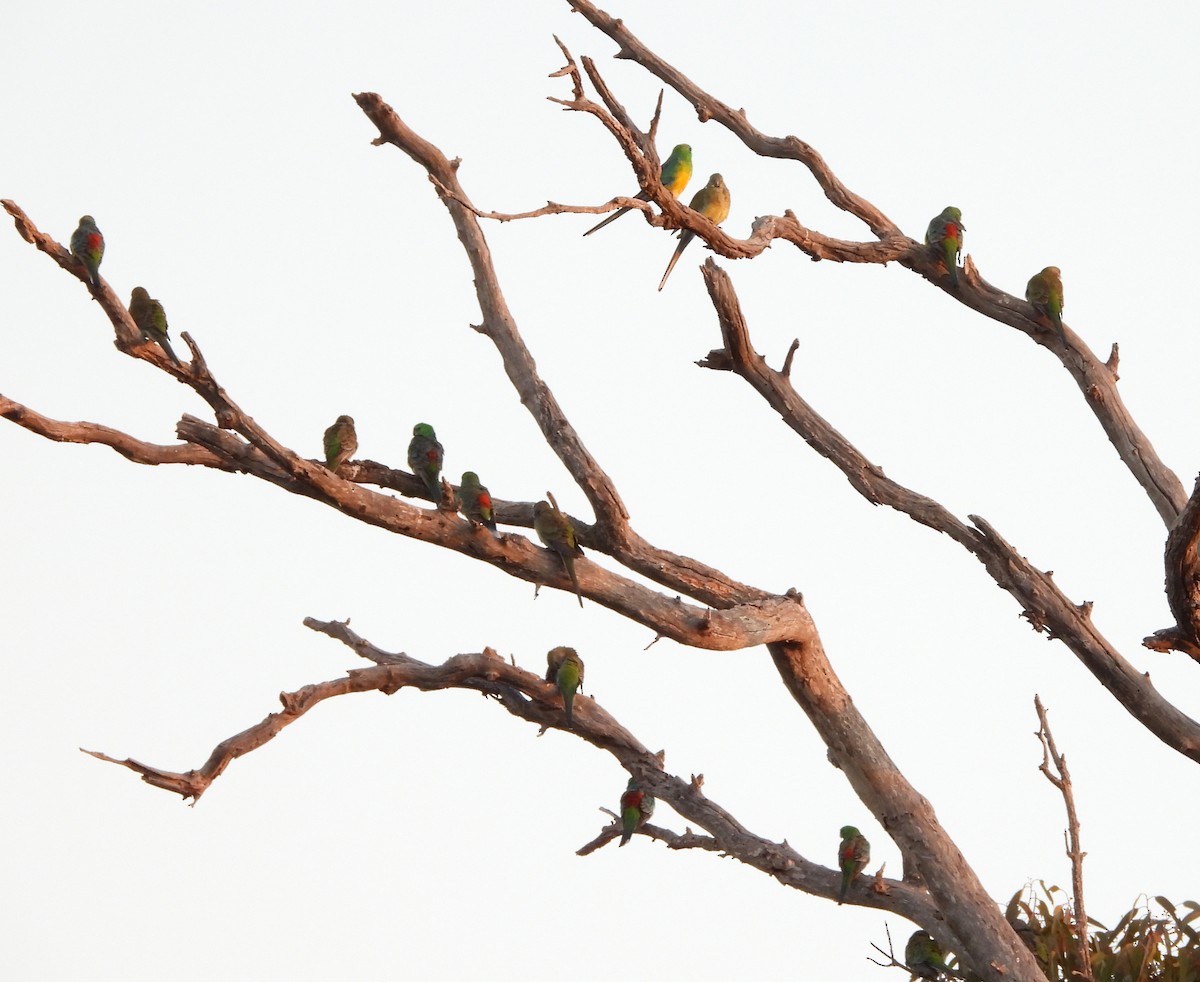 Red-rumped Parrot - ML619335060