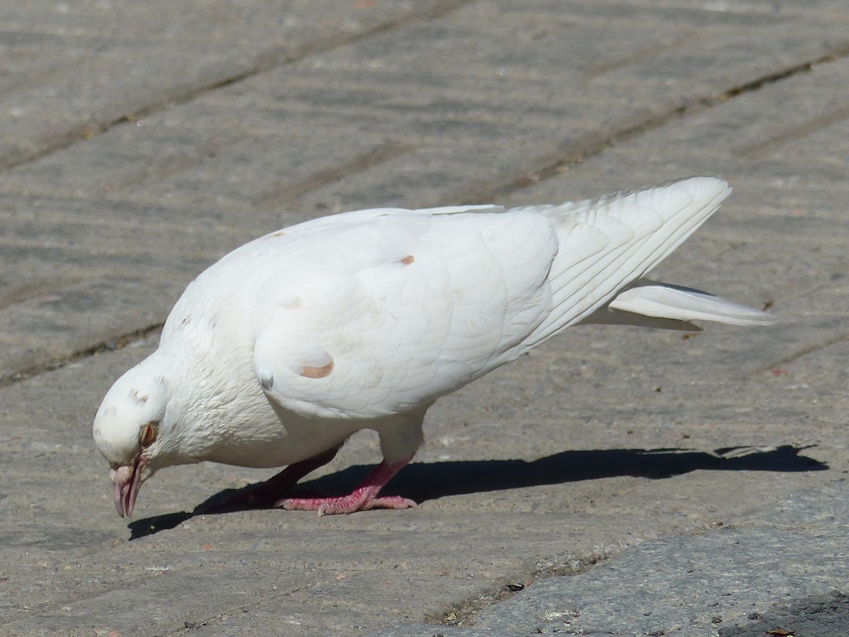 Rock Pigeon (Feral Pigeon) - ML619335077