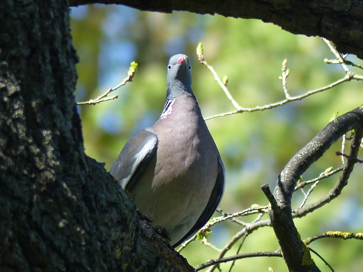 Common Wood-Pigeon - ML619335104