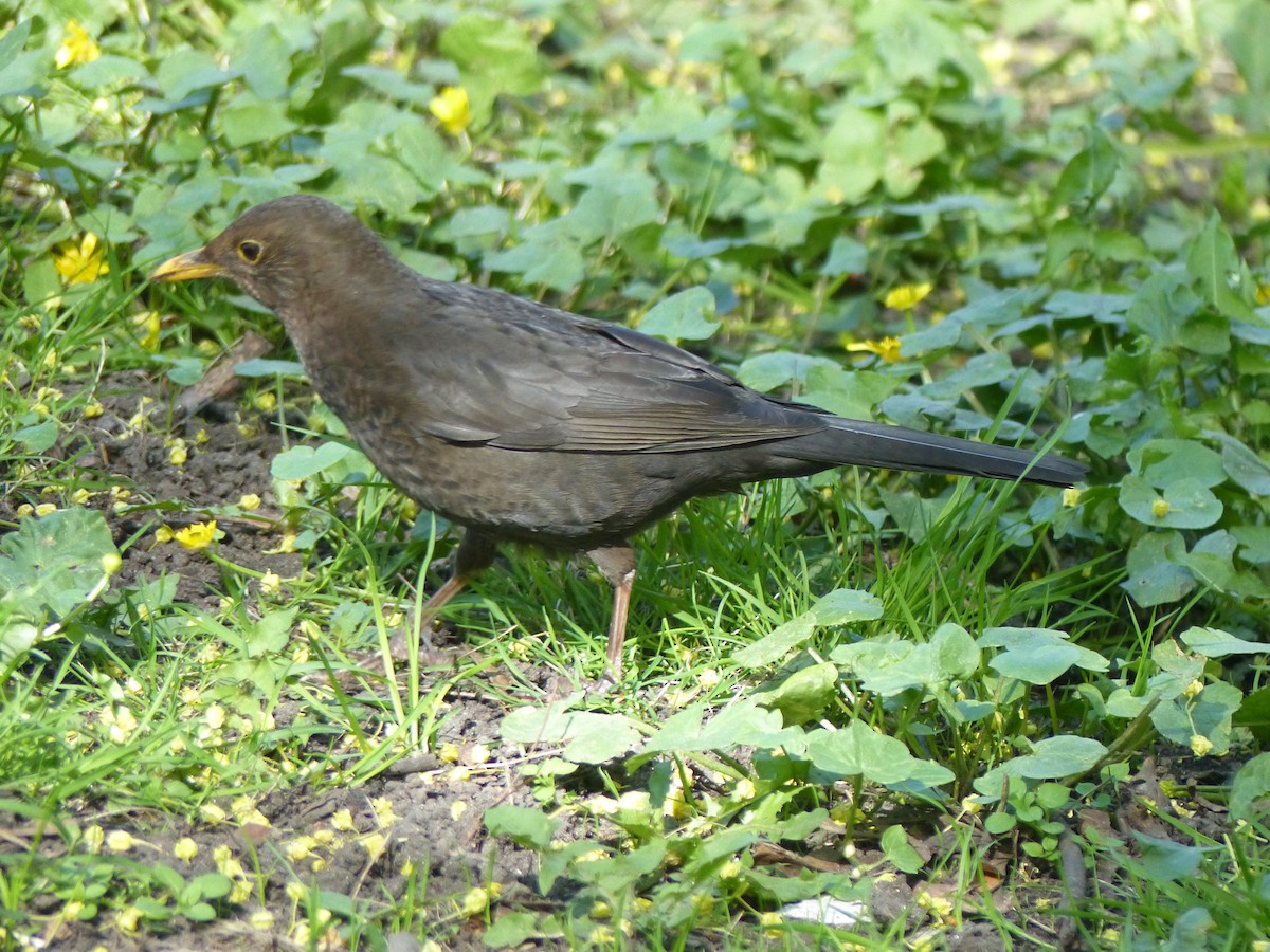 Eurasian Blackbird - ML619335147
