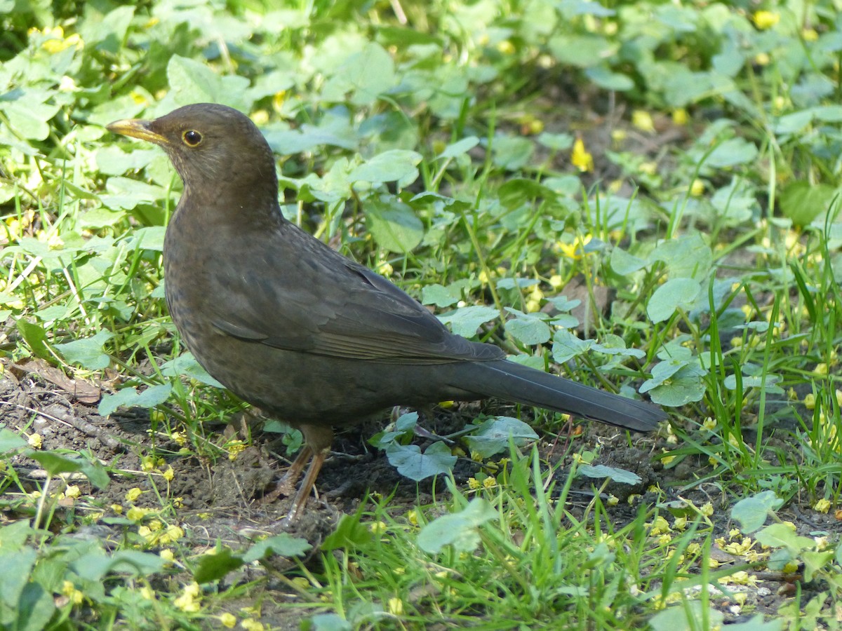 Eurasian Blackbird - ML619335150