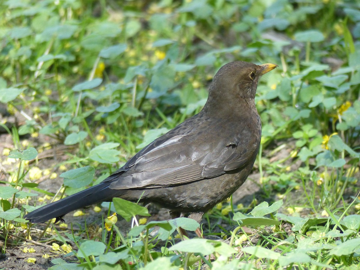 Eurasian Blackbird - ML619335152