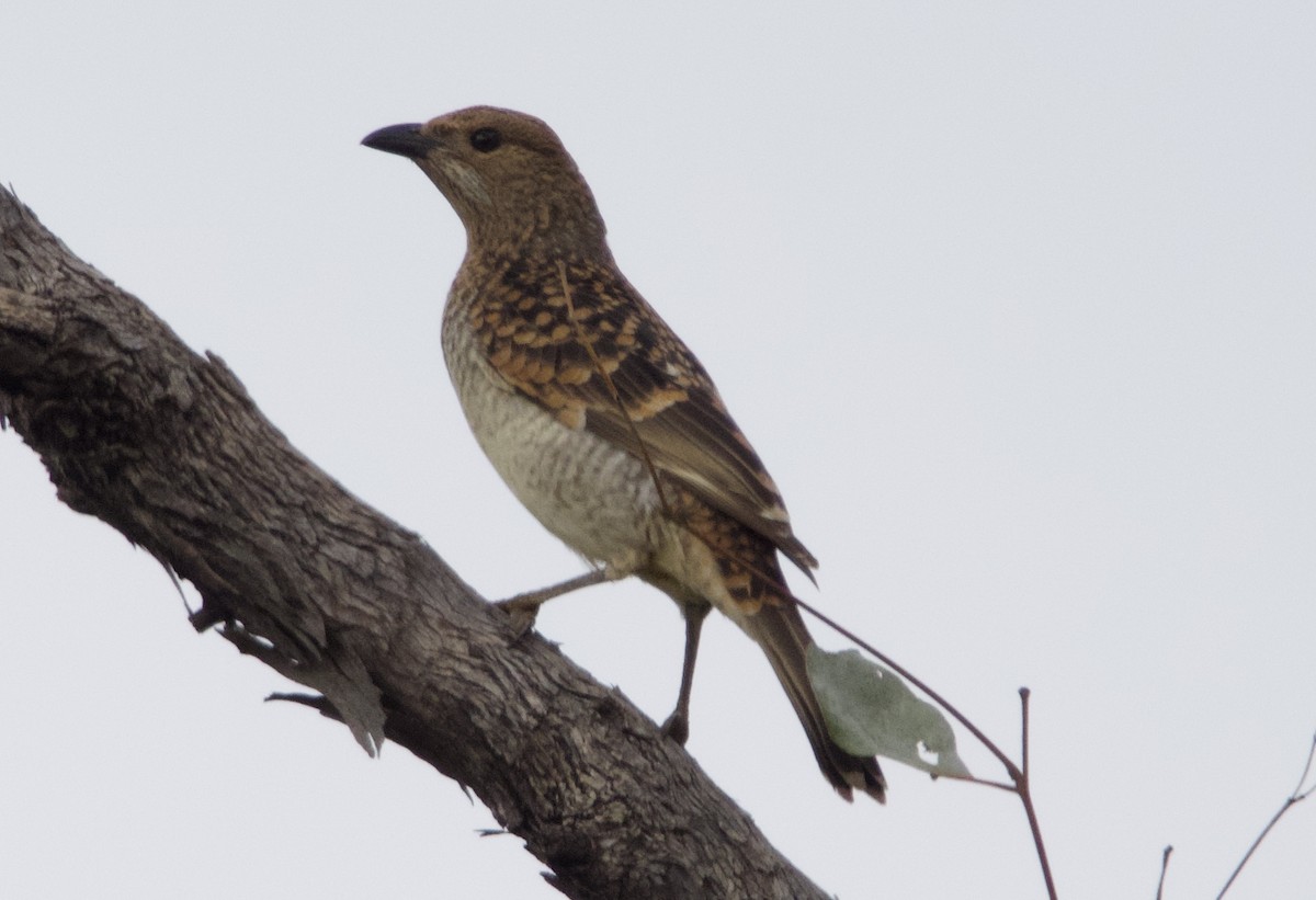 Spotted Bowerbird - ML619335166