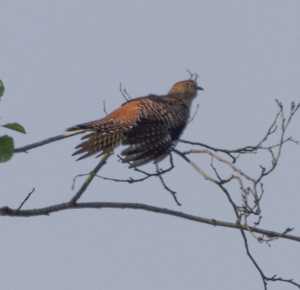 Common Cuckoo - ML619335169