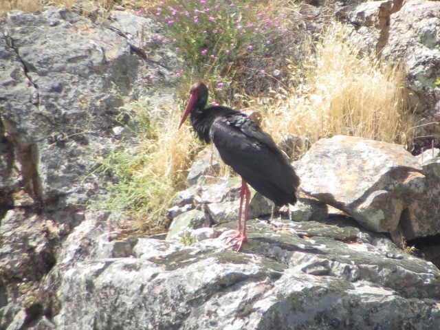 Black Stork - ML619335203
