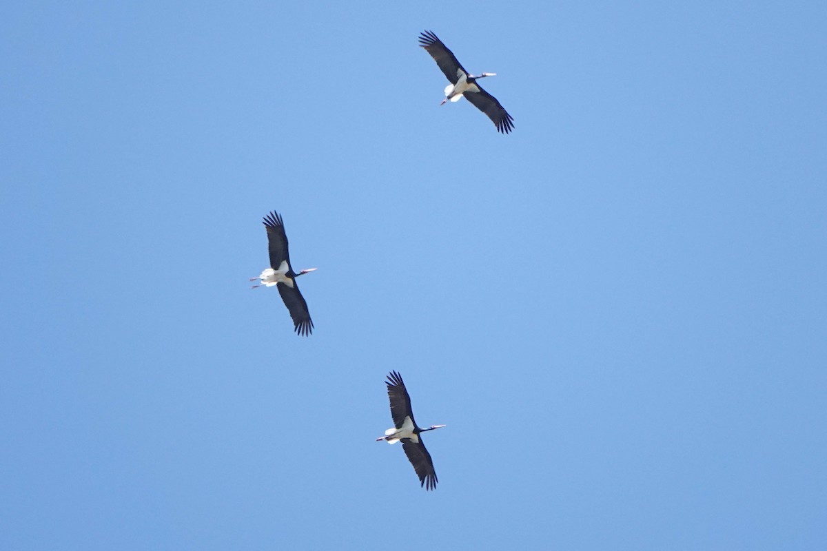 Black Stork - ML619335204