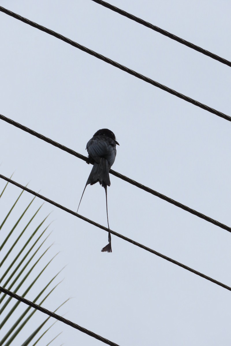 Greater Racket-tailed Drongo - ML619335229