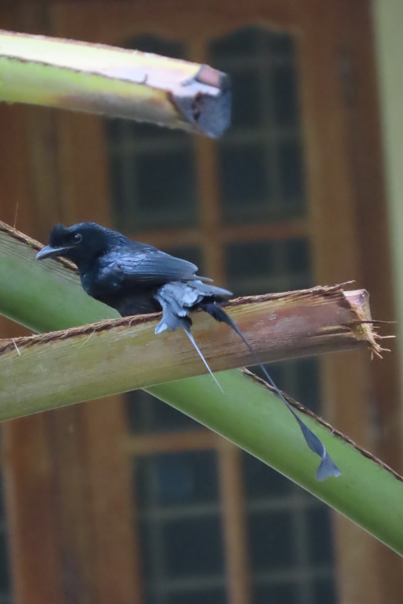 Greater Racket-tailed Drongo - ML619335230