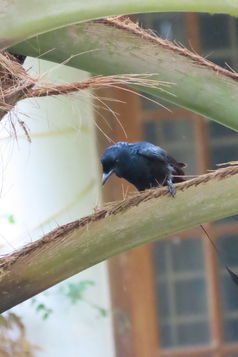 Greater Racket-tailed Drongo - ML619335232