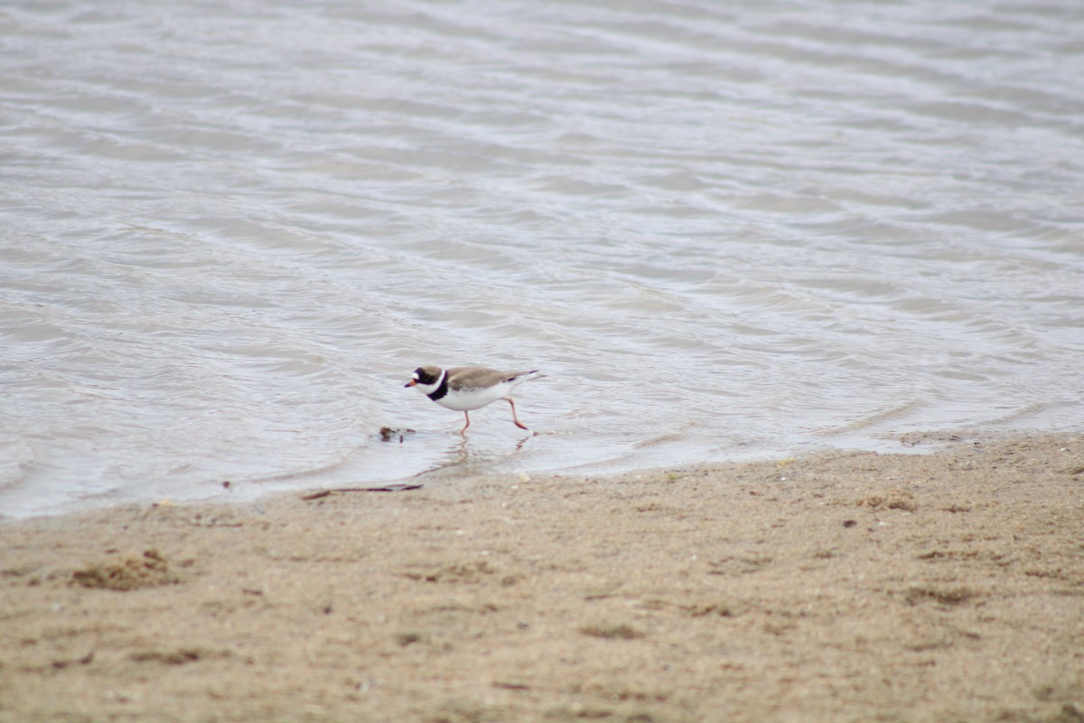 Semipalmated Plover - ML619335257