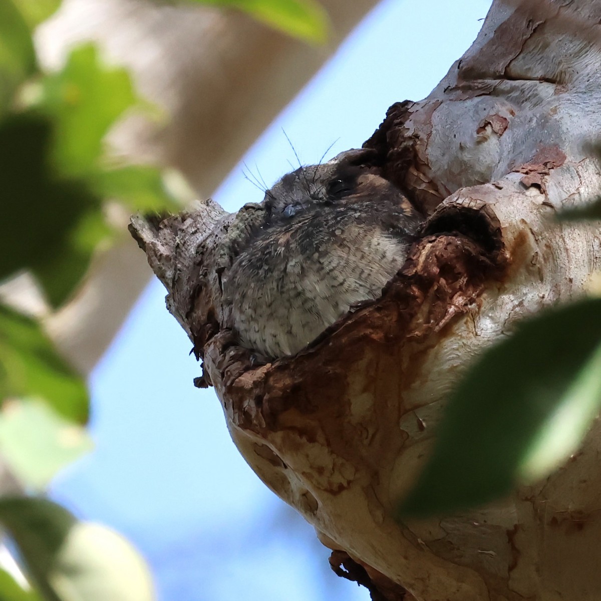 Australian Owlet-nightjar - ML619335304
