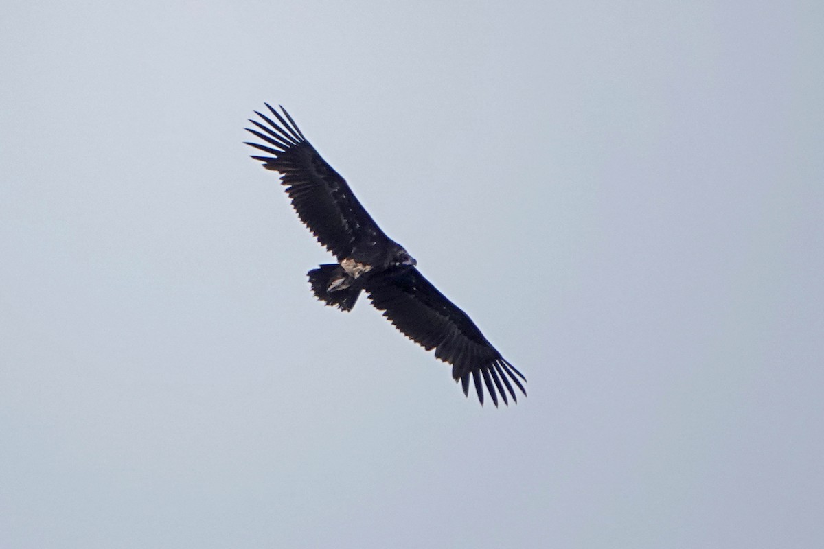 Cinereous Vulture - ML619335339