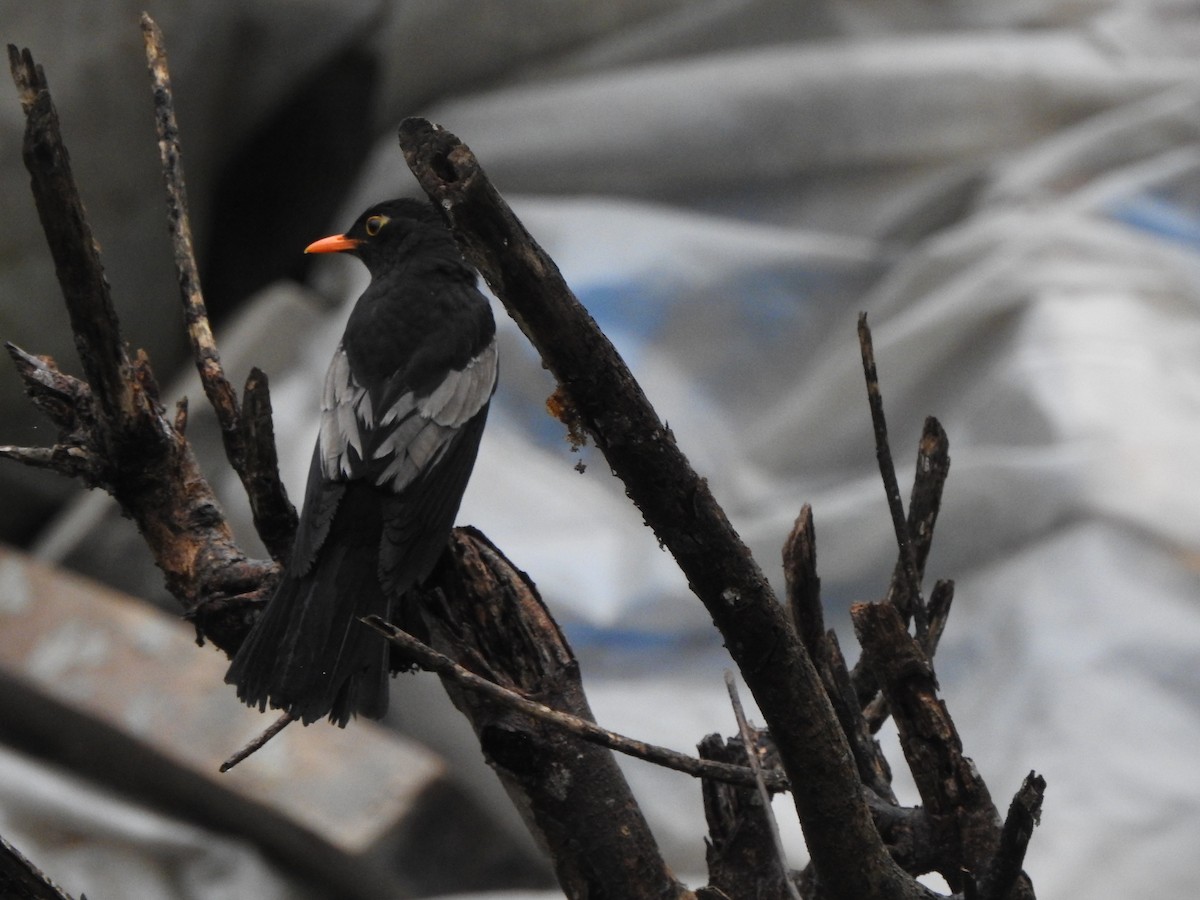 Gray-winged Blackbird - ML619335345