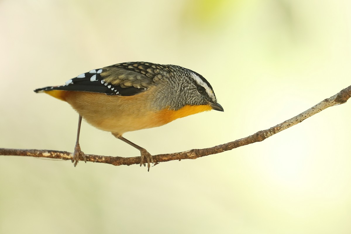 Spotted Pardalote - ML619335354