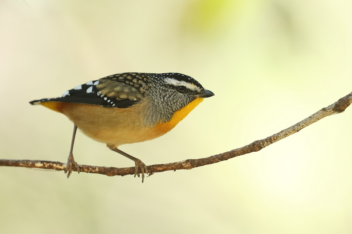 Spotted Pardalote - ML619335355