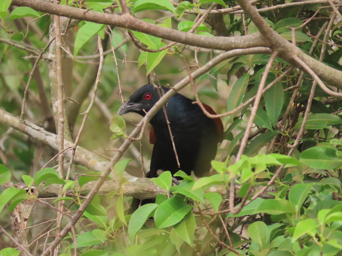Greater Coucal - ML619335359