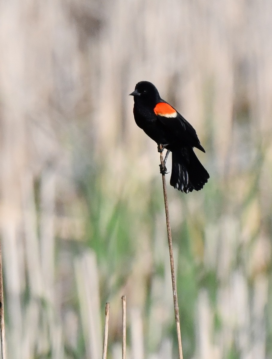Red-winged Blackbird - ML619335382