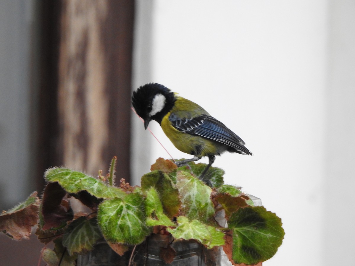 Green-backed Tit - ML619335403