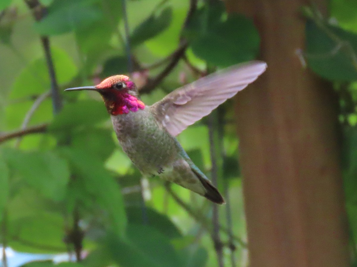 Anna's Hummingbird - ML619335406