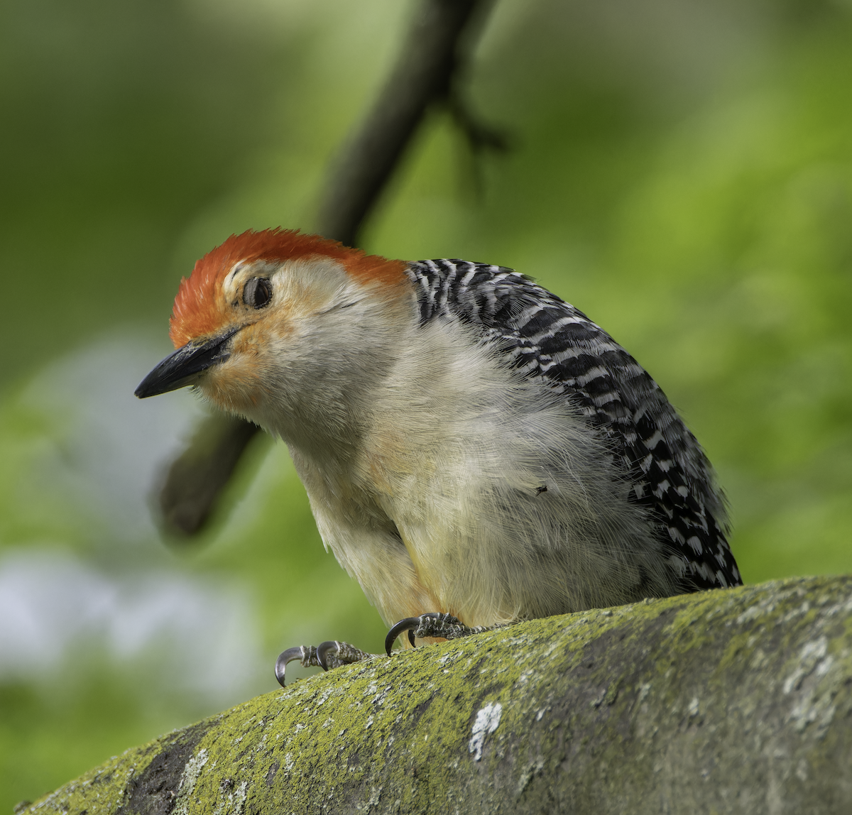 Red-bellied Woodpecker - ML619335435
