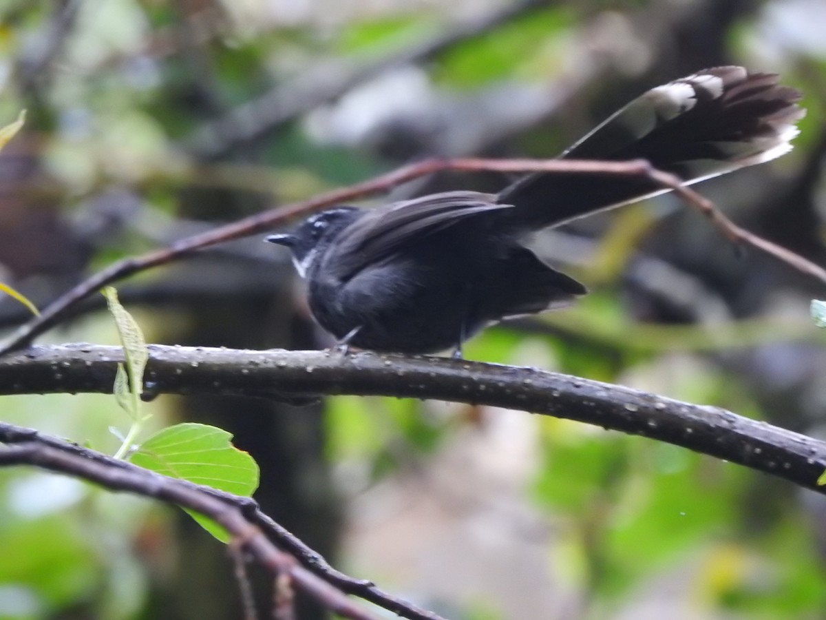 White-throated Fantail - ML619335444