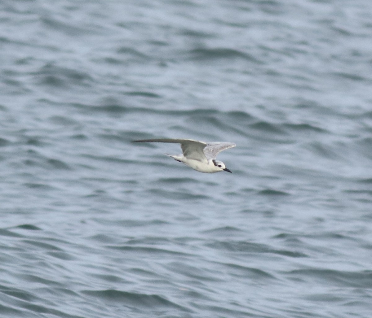 Weißbart-Seeschwalbe - ML619335462