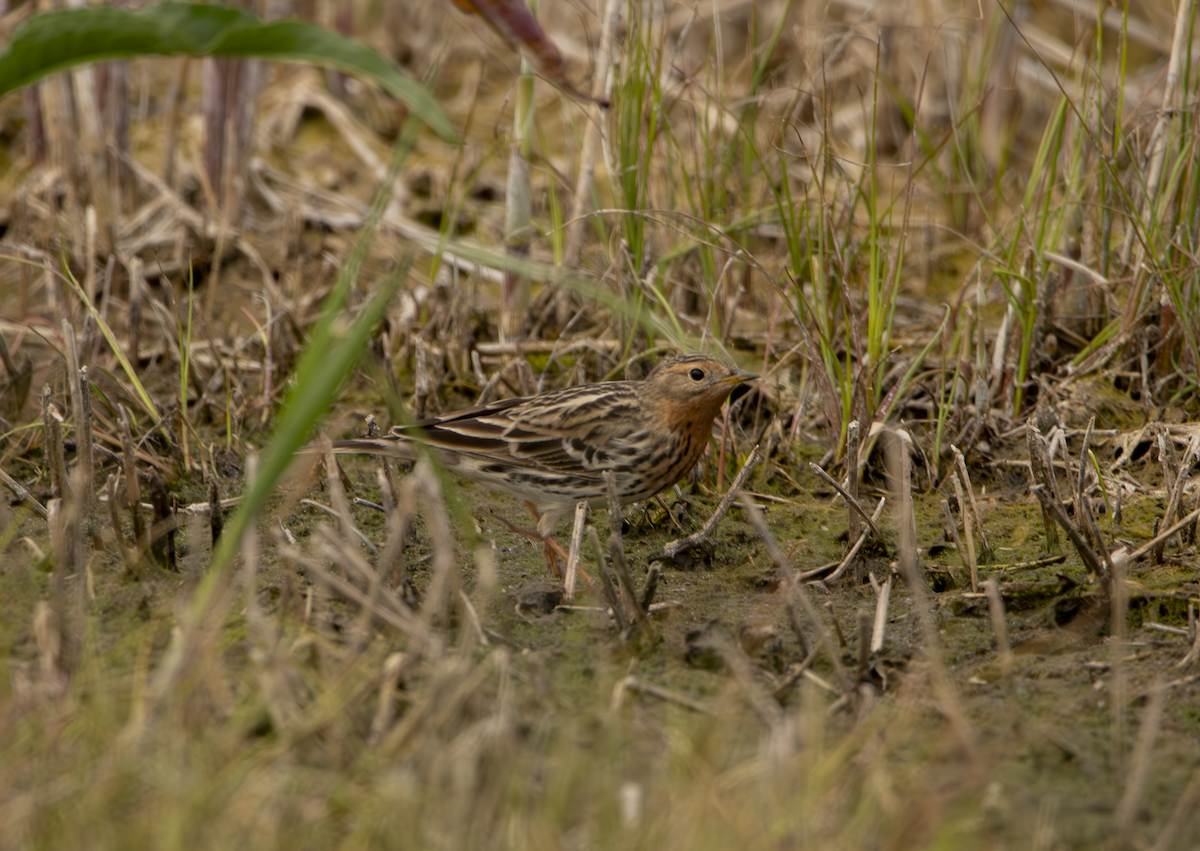 Red-throated Pipit - ML619335583
