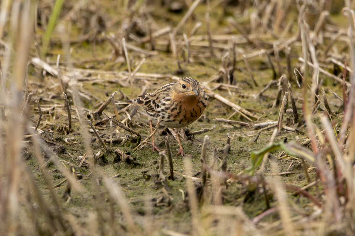 Red-throated Pipit - ML619335584