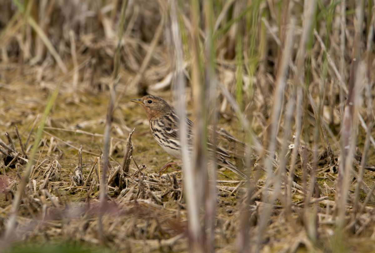 Red-throated Pipit - ML619335586