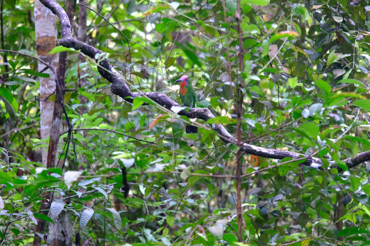 Red-bearded Bee-eater - ML619335628