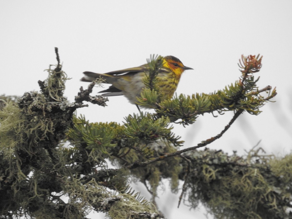 Cape May Warbler - ML619335643