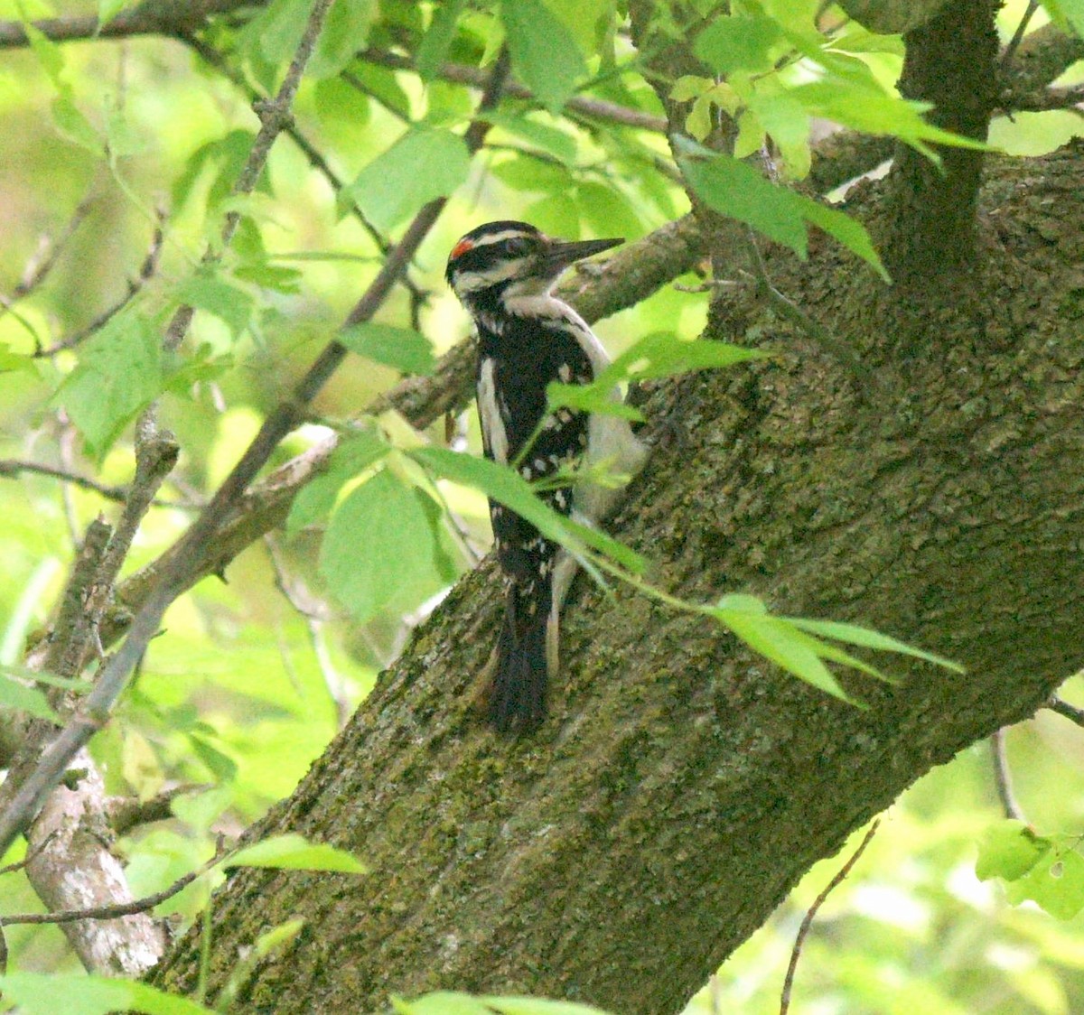 Hairy Woodpecker - ML619335669