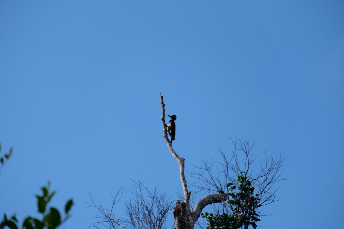 White-bellied Woodpecker - ML619335710