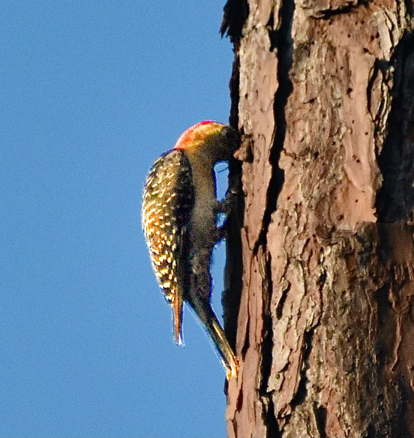Red-bellied Woodpecker - ML619335735