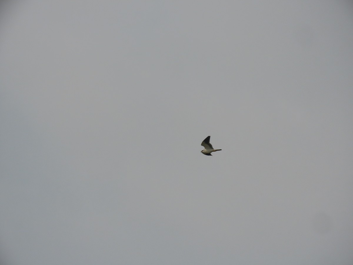 Black-winged Kite - ML619335741