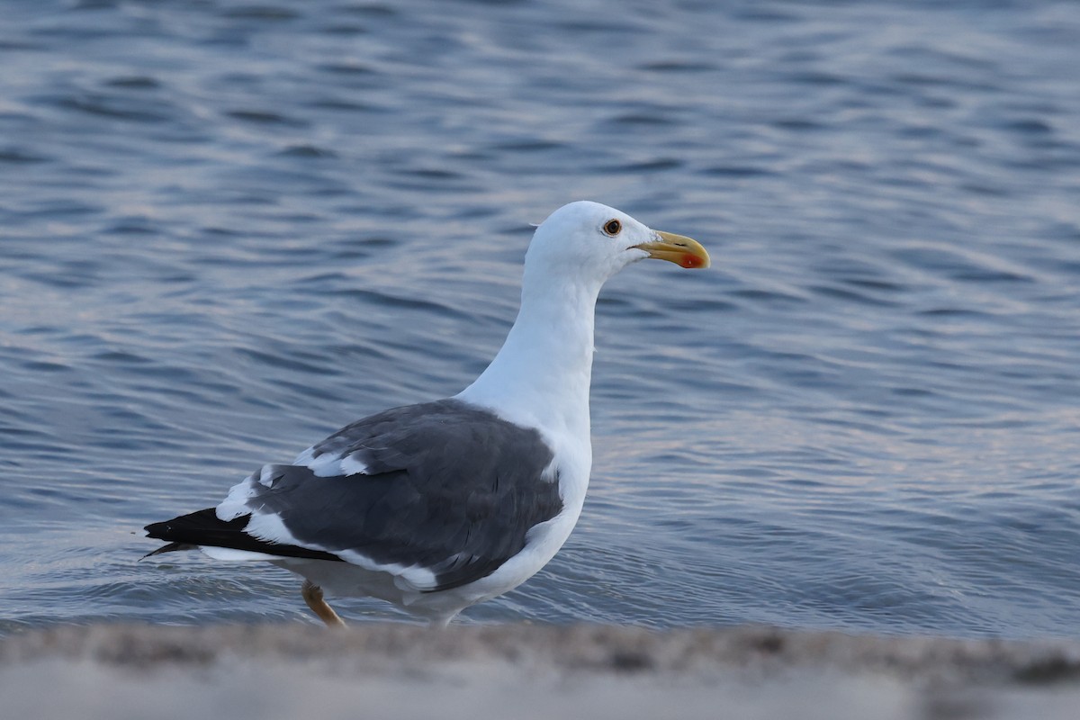Yellow-footed Gull - ML619335744