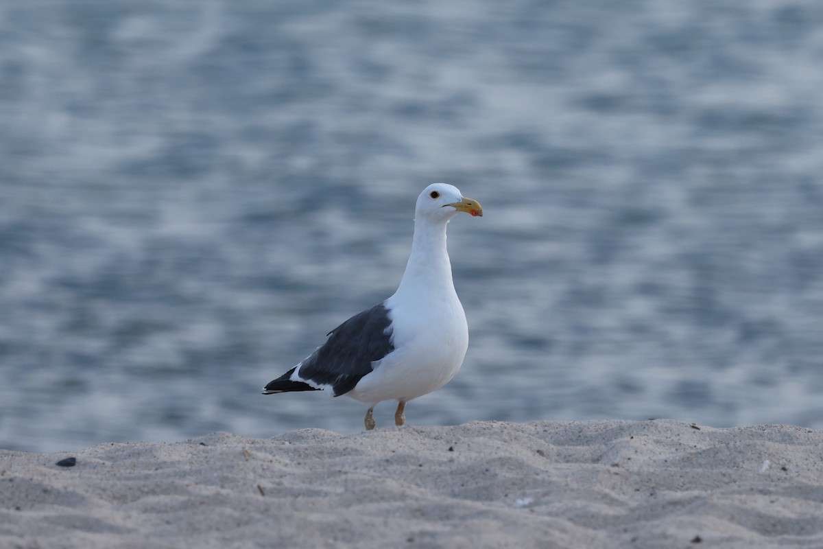 Yellow-footed Gull - ML619335745