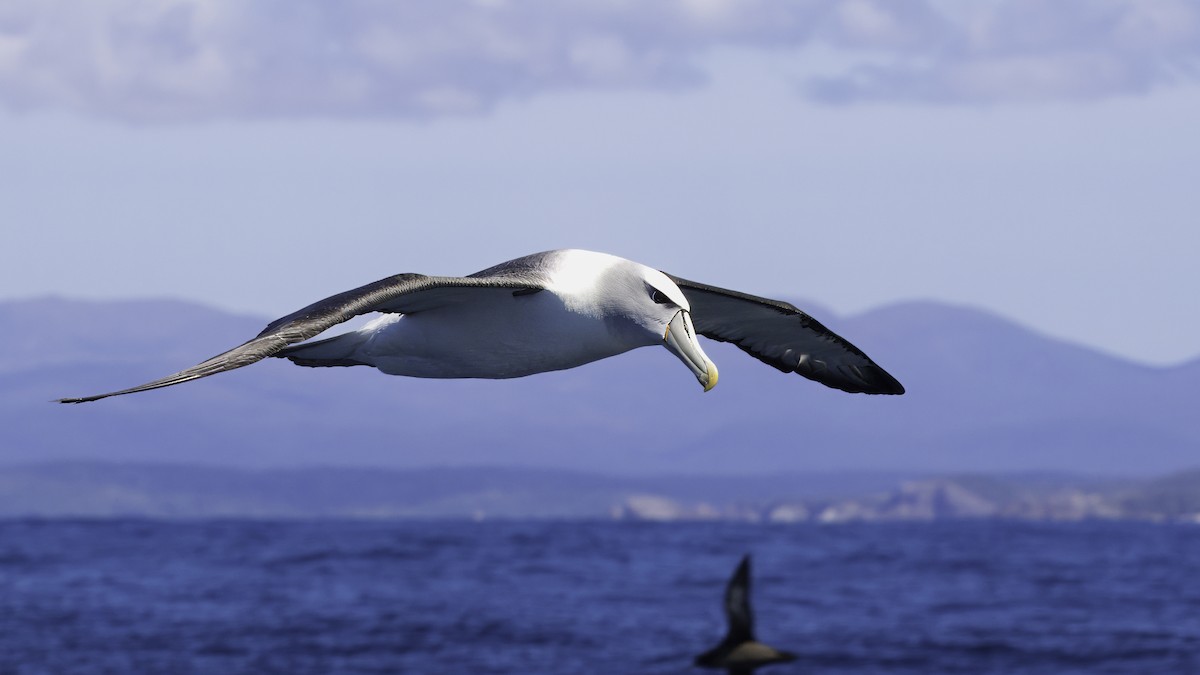 Albatros à cape blanche (steadi) - ML619335762