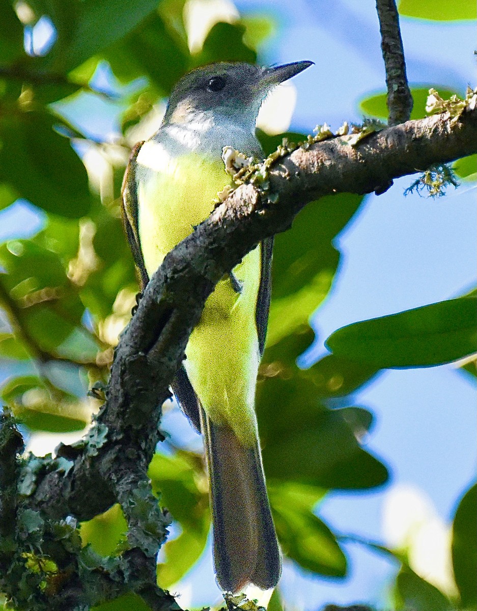 Great Crested Flycatcher - ML619335844