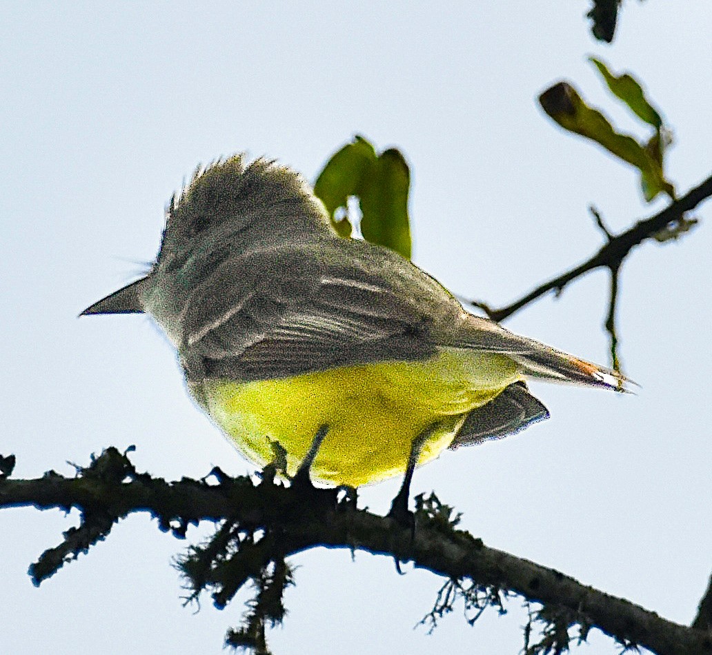 Great Crested Flycatcher - ML619335845