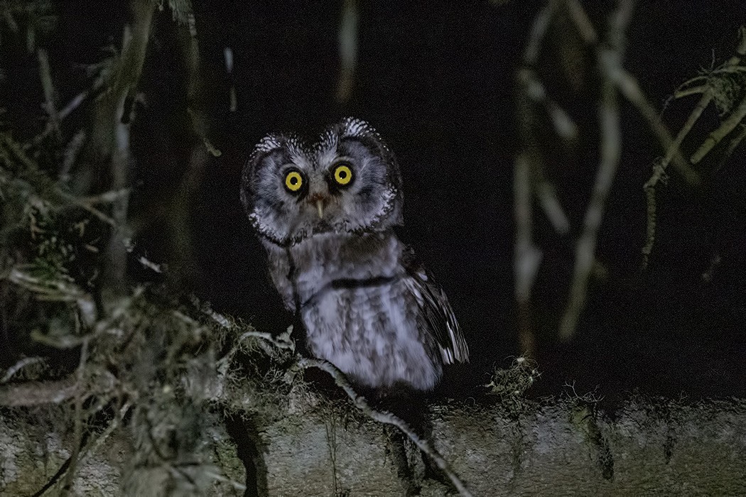Boreal Owl - ML619335859